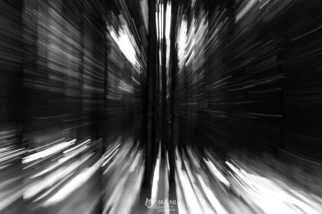 Into the woods