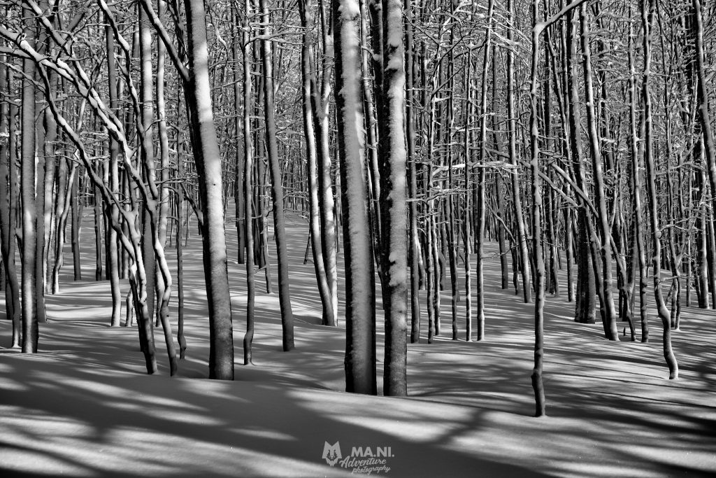 Il sole penetra nel bosco di faggi creando grafismi mozzafiato